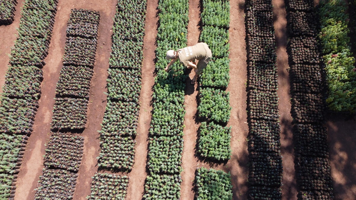 People growing tree seedlings in a WeForest nursery in Malawi, supporting forest restoration and sustainable land use