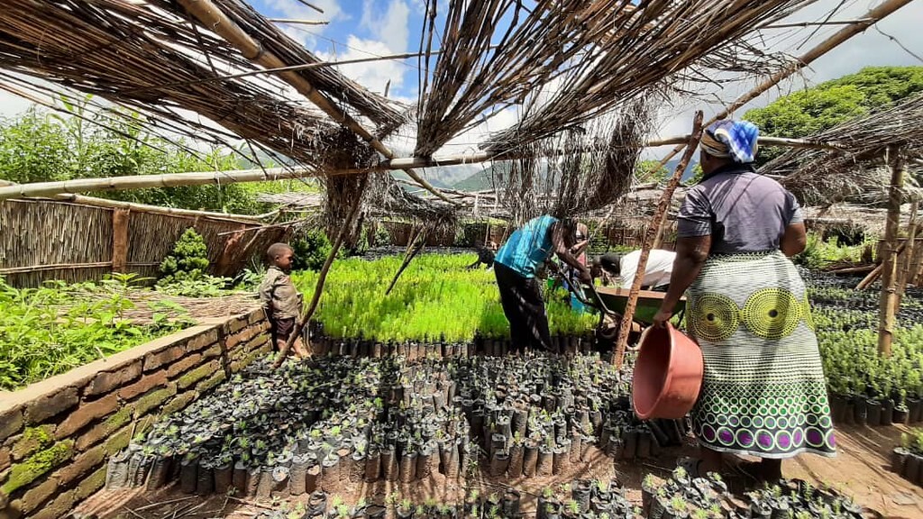 Local workers caring for tree seedlings in a nursery in Malawi
