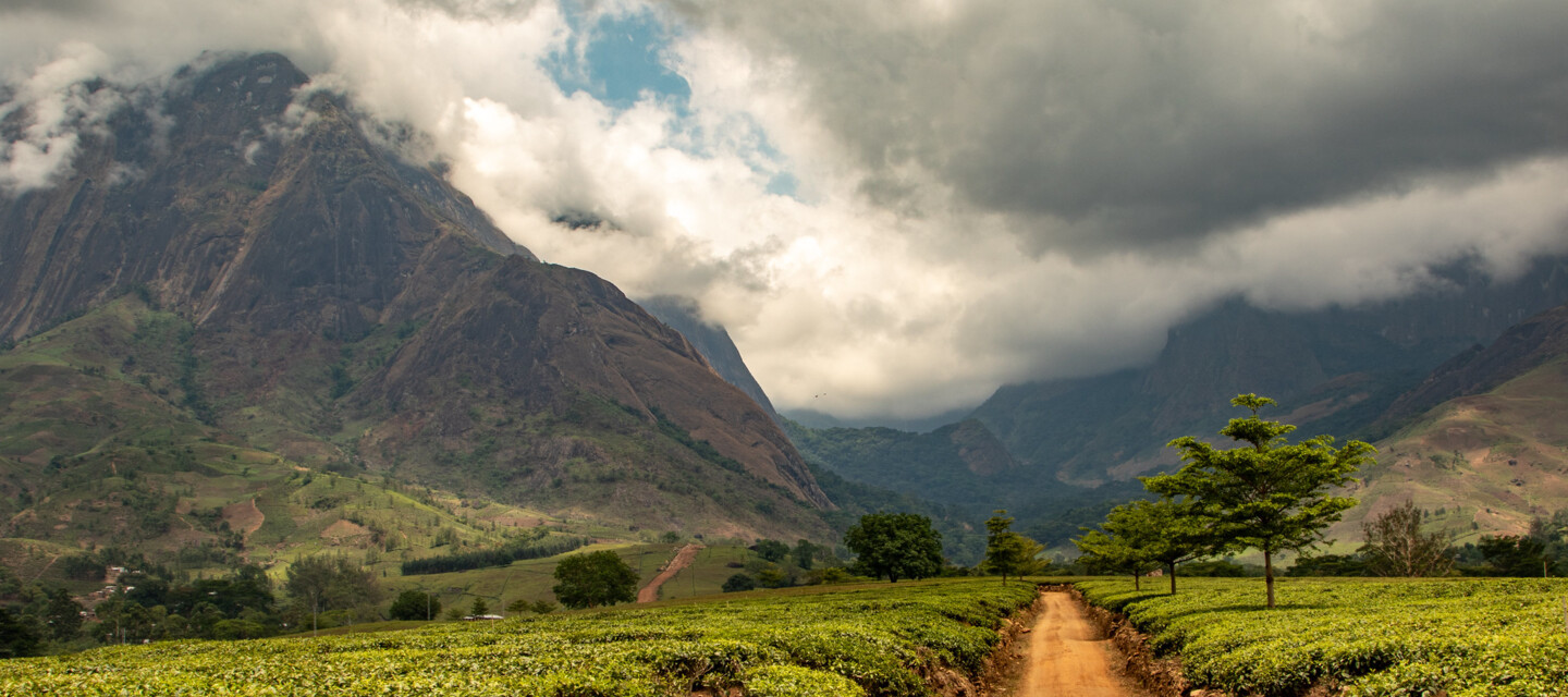 Forest Landscape in Malawi