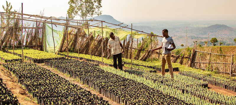 Fiber optic sensing solutions help monitor environmental projects like this large seedling nursery for sustainable development Fiber optic sensing solutions help monitor environmental projects like this large seedling nursery for sustainable development