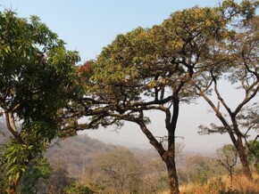 Trees in Malawi