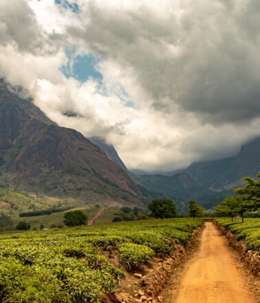 Forest Landscape in Malawi
