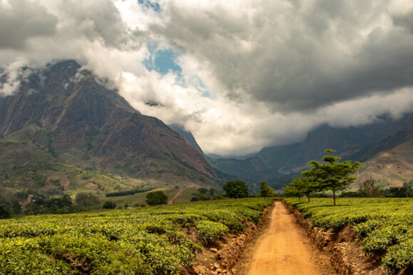 Forest Landscape in Malawi