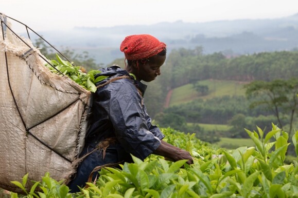 Worker harvesting tea. AP Sensing monitors critical assets in challenging environments with distributed sensing