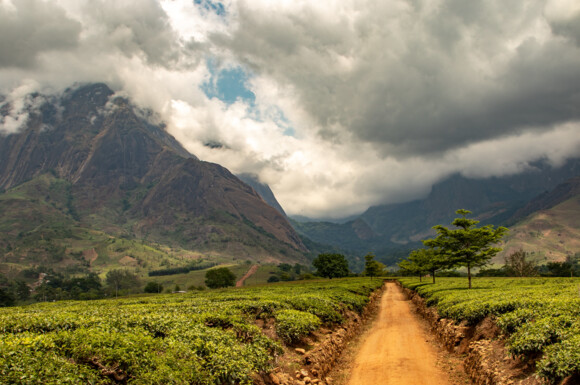 Forest Landscape in Malawi