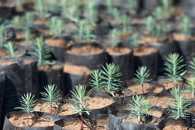 AP Sensing: Tree planting update AP Sensing: Tree planting update
