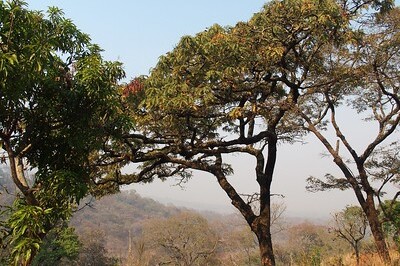 Trees in Malawi Trees in Malawi