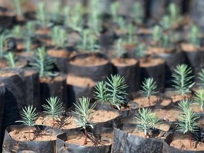 AP Sensing: Tree planting update