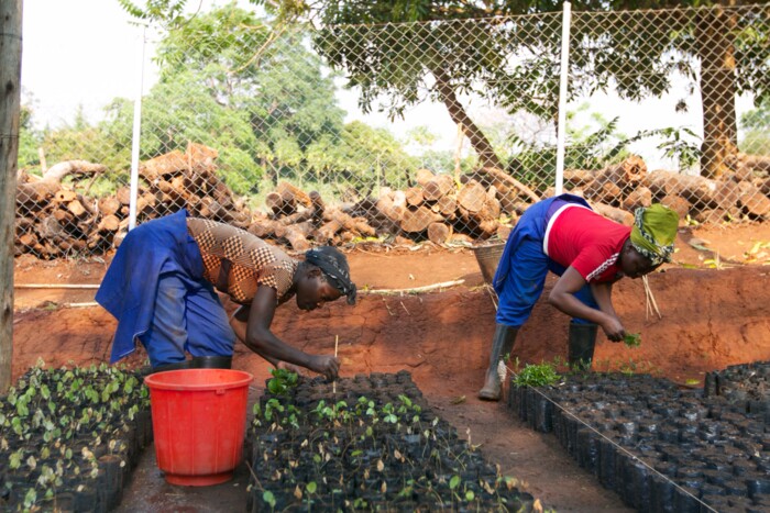 People planting trees. AP Sensing provides distributed fiber optic sensing for environmental monitoring and protection People planting trees. AP Sensing provides distributed fiber optic sensing for environmental monitoring and protection