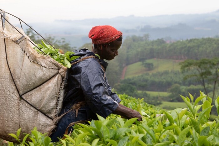 Restoration/Co-Management Worker harvesting tea. AP Sensing monitors critical assets in challenging environments with distributed sensing