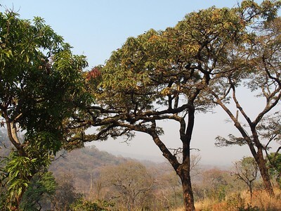 Trees in Malawi